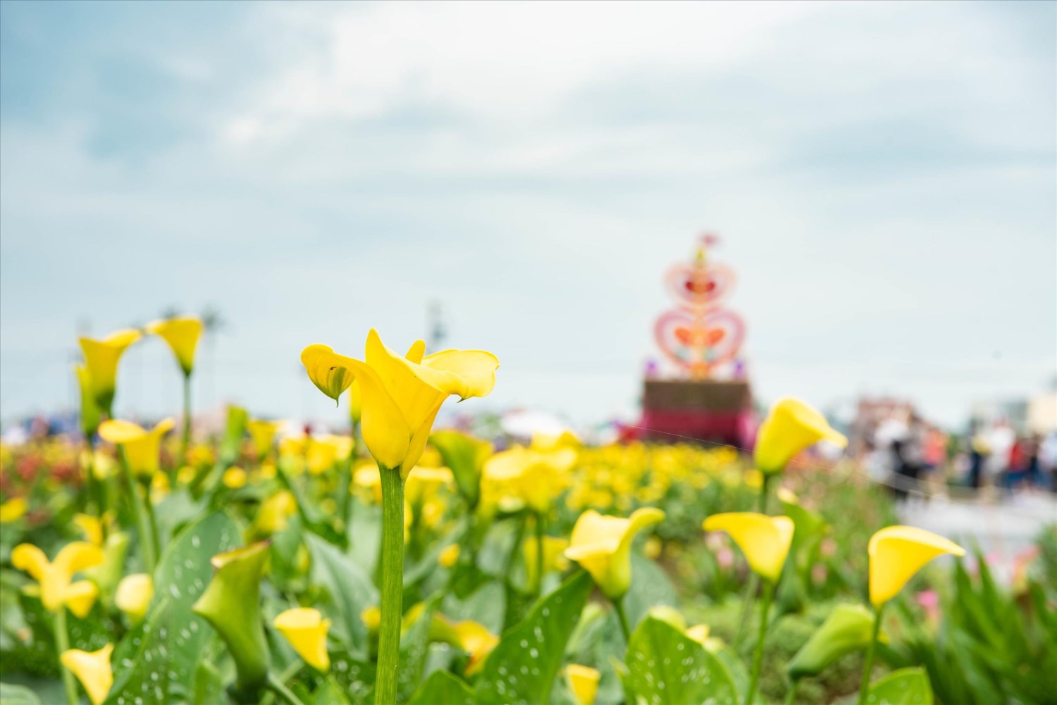 2019桃園彩色海芋季「芋見愛情海 」