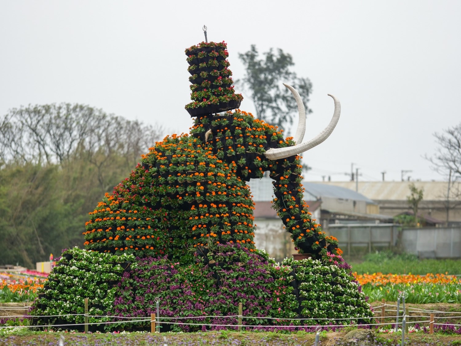 2018桃園彩色海芋季「浪漫芋花園」