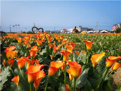 2018桃園彩色海芋季「浪漫芋花園」